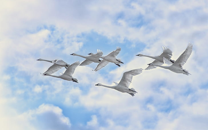 Белые лебеди Полеты, лебеди, небо, полёт, HD обои