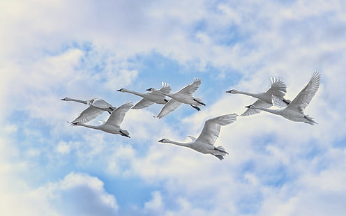 White Swans Flying, swans, sky, flight, HD wallpaper HD wallpaper