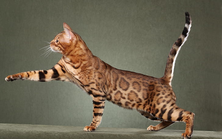 Savannah Cat bonita, gato da savana, chita, tigre, HD papel de parede