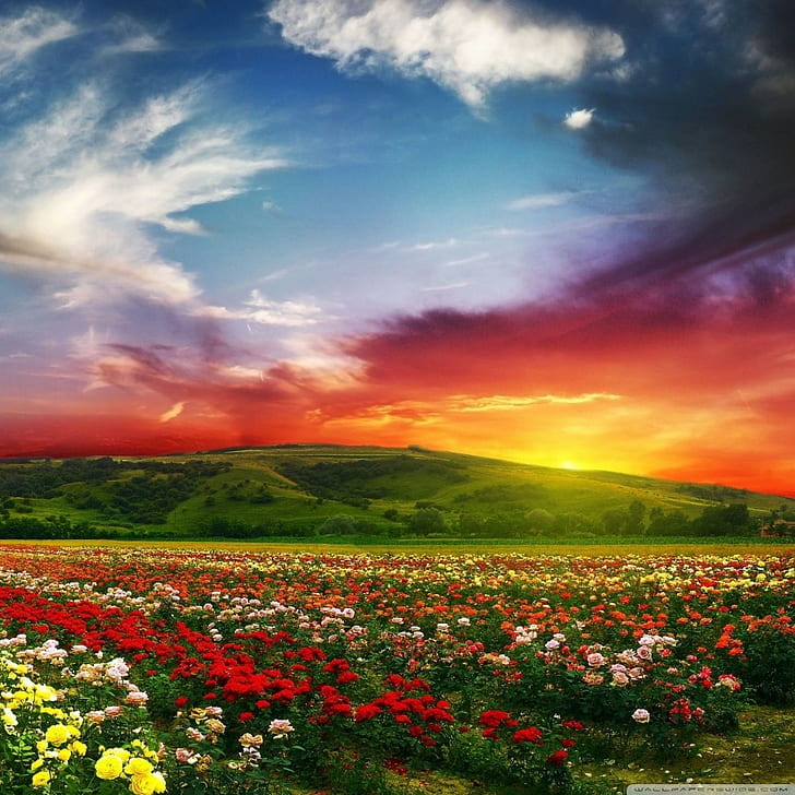 Paisaje, flores, campo, puesta de sol, colorido, naturaleza, paisaje, flores, campo, puesta de sol, colorido, naturaleza, Fondo de pantalla HD