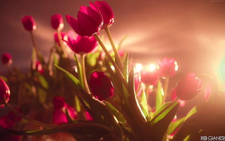 tulips, 4k, Valentines Day, February 14, red, HD wallpaper