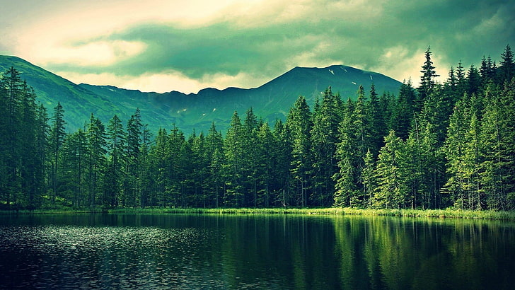 forest, lake, landscape, nature, HD wallpaper