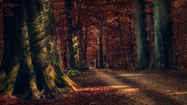 гора, гора, природа, есен, пътека, дърво, есен, листа, слънчева светлина, HD тапет