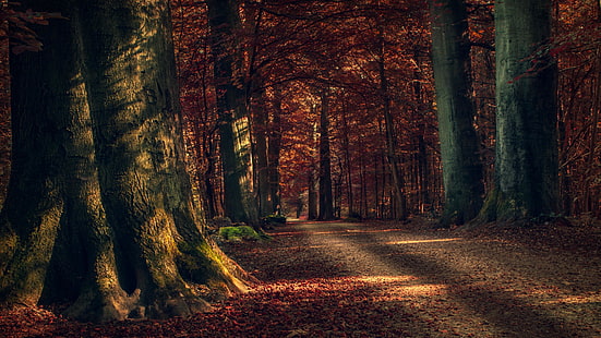 лес, лесистая местность, природа, осень, тропинка, дерево, осень, листья, солнечный свет, HD обои HD wallpaper