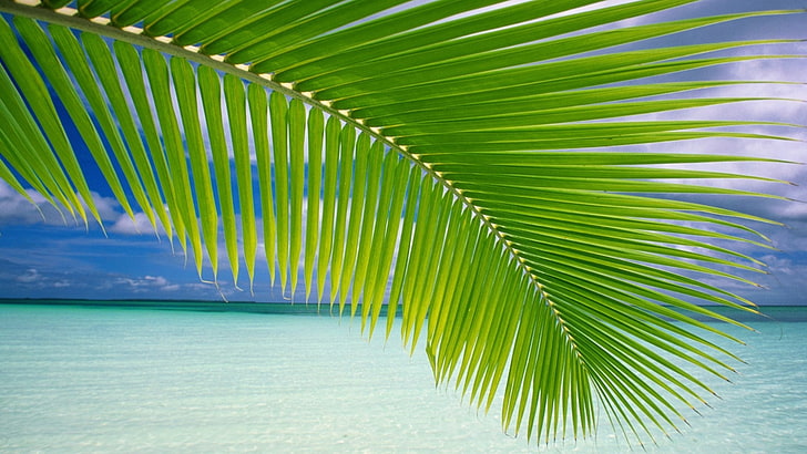 landscape, palm trees, beach, green, sea, horizon, tropical, nature, HD wallpaper