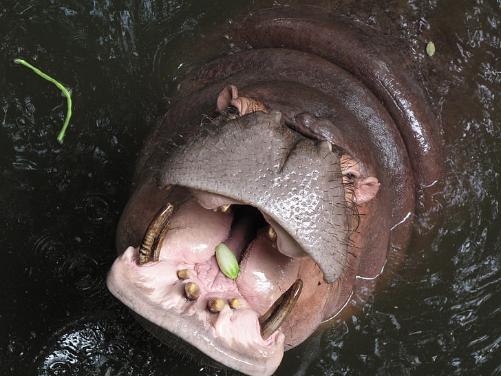 hipopótamo marrom, comida, boca, rosto, rio, rinoceronte, HD papel de parede