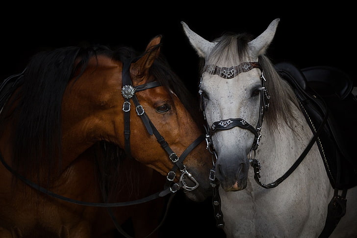 face, grey, horses, horse, pair, chestnut, the dark background, harness, bridle, HD wallpaper