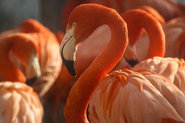 bando de flamingo, coloridos, pássaros, explorar, rebanho, flamingo, zoológico de copenhaga, dinamarca dinamarca, köpenhamn, ave, animais selvagens, animal, natureza, bico, vermelho, pena animais selvagens, cor rosa, jardim zoológico, HD papel de parede