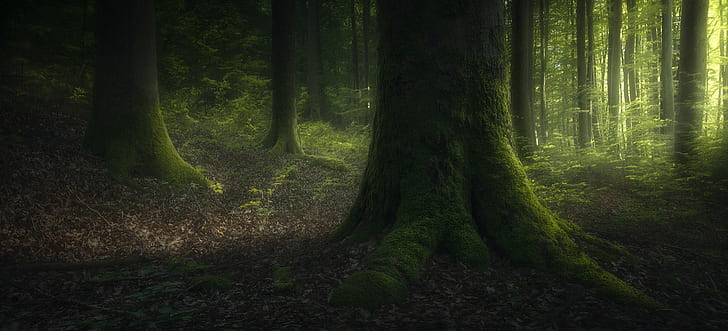 Carl T Loveall, alam, hutan, pohon, 500px, lumut, hutan lebat, hijau, Wallpaper HD