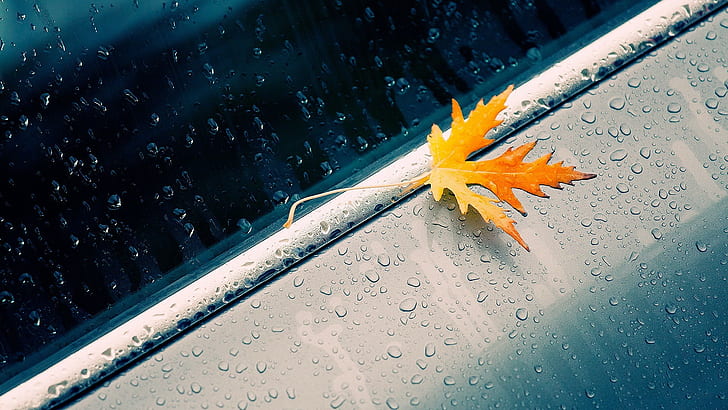 daun, Daun Maple, hujan, Tetes Air, Air Pada Kaca, Wallpaper HD