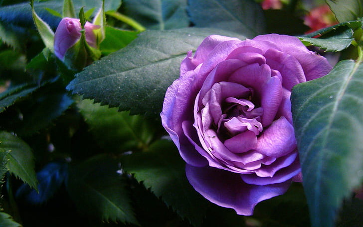 Piękna fioletowa róża, fioletowa róża, natura, róże, fiolet, kwiaty, przyroda i krajobrazy, Tapety HD