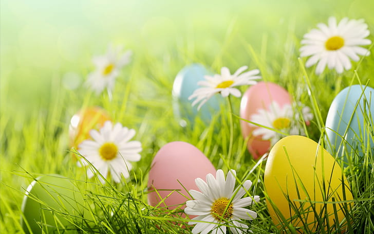 Huevos de Pascua, margaritas blancas flores, hierba, Pascua, huevos, blanco, margaritas, flores, hierba, Fondo de pantalla HD