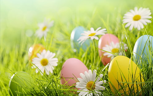 Huevos de Pascua, margaritas blancas flores, hierba, Pascua, huevos, blanco, margaritas, flores, hierba, Fondo de pantalla HD HD wallpaper