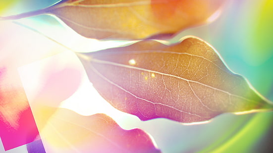 foglia verde, foglie, natura, colorato, profondità di campo, piante, luce solare, Sfondo HD HD wallpaper