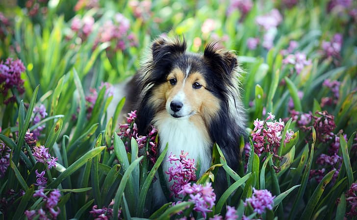 look, flowers, each, hyacinths, sheltie, Shetland Sheepdog, HD wallpaper