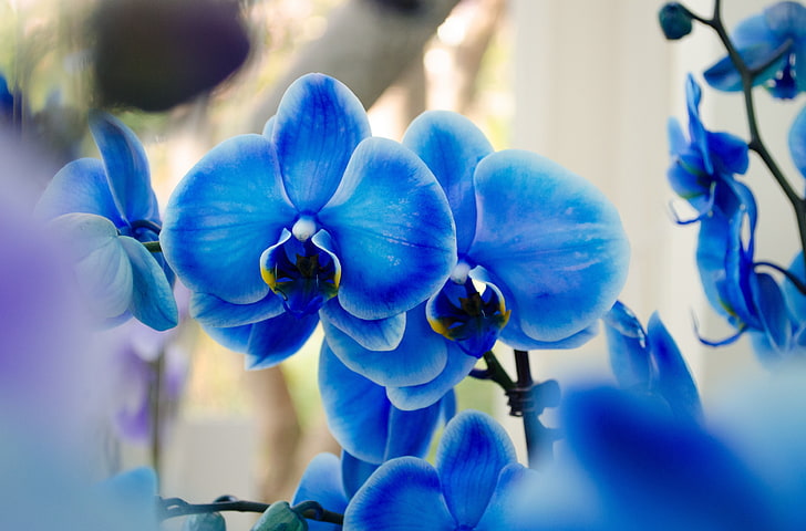 blue orchid flowers, orchids, exotic, blue Phalaenopsis, HD wallpaper
