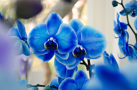 blue orchid flowers, orchids, exotic, blue Phalaenopsis, HD wallpaper HD wallpaper