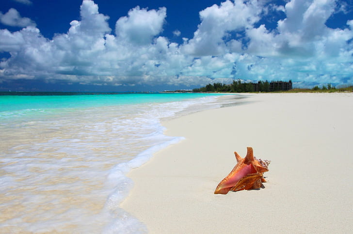 Тропически, море, плаж, черупка, бял пясък и кафява черупка, природа, тропически, море, плаж, черупка, HD тапет
