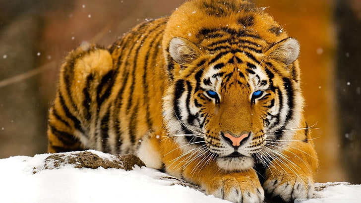 tigre marrone, bianca e nera, animali, tigre, grandi felini, arte digitale, Sfondo HD