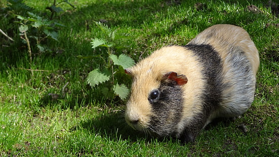 brown and black guinea pig, guinea pig, rodent, striped, grass, HD wallpaper HD wallpaper