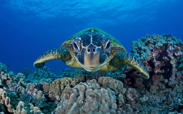 Green sea turtle Maui Hawaii 2018 Bing, HD wallpaper