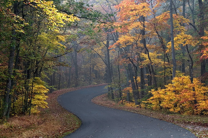 желтые и зеленые деревья, деревья, листья, осень, дорога, времена года, HD обои
