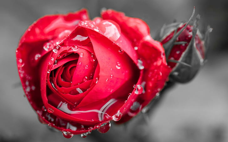 Едно червено розово цвете, роса, едно, червено, роза, цвете, роса, HD тапет