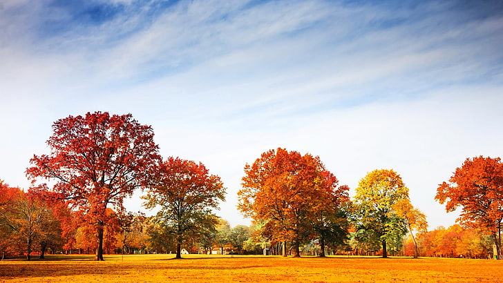 landscape photograph of trees, landscape, fall, red leaves, trees, park, HD wallpaper