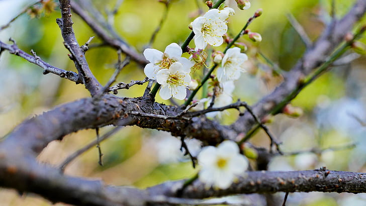 shallow focus photography of white flower, plum, plum, tree, nature, branch, springtime, petal, flower, blossom, flower Head, plant, season, close-up, HD wallpaper