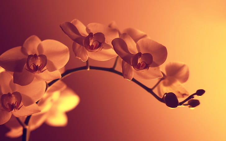 orange Blumen, Makro, künstliches Licht, Fotografie, HD-Hintergrundbild
