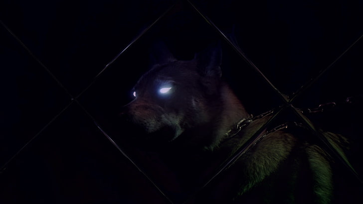 chien gris et noir à poil court, loup, animaux, hiver, nuit, Fond d'écran HD