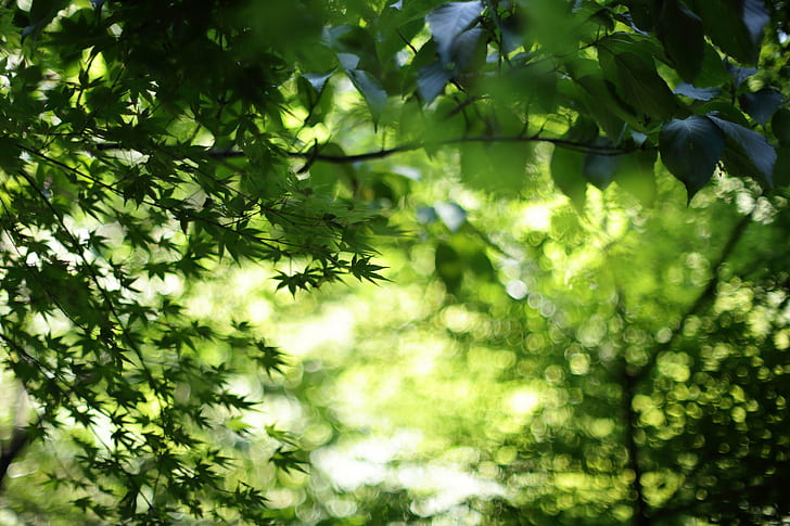 наблизо снимка на дървесни листа, Без заглавие, наблизо, снимка, дърво, листа зелени, кленови листа, средата на лятото, Япония, боке, светлина, природа, листа, гора, зелен цвят, на открито, растение, лято, клон, слънчева светлина, свежест, пролет, фонове, HD тапет