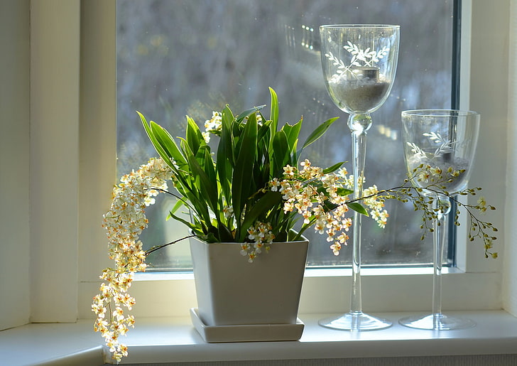 potted green leafed indoor plant, flowers, window, sill, orchids, candlesticks, pots, HD wallpaper
