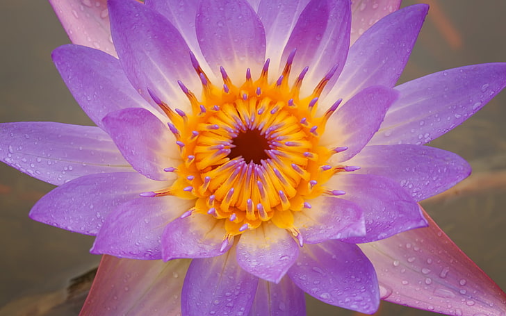 Purple Lotus HD wallpapers free download | Wallpaperbetter