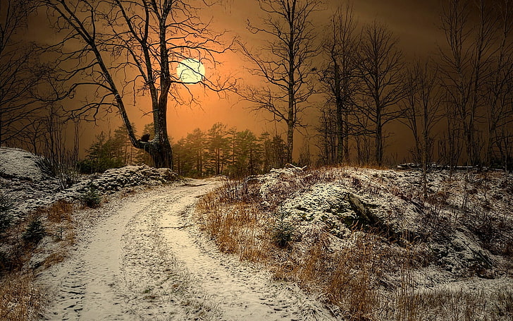 lukisan pohon telanjang, musim dingin, Matahari, Norwegia, jalan tanah, pohon, alam, lanskap, rumput kering, salju, sinar matahari, kabut, Wallpaper HD