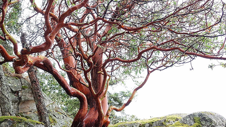 arbutus unedo, strawberry tree, tree, vancouver island, british columbia, canada, HD wallpaper