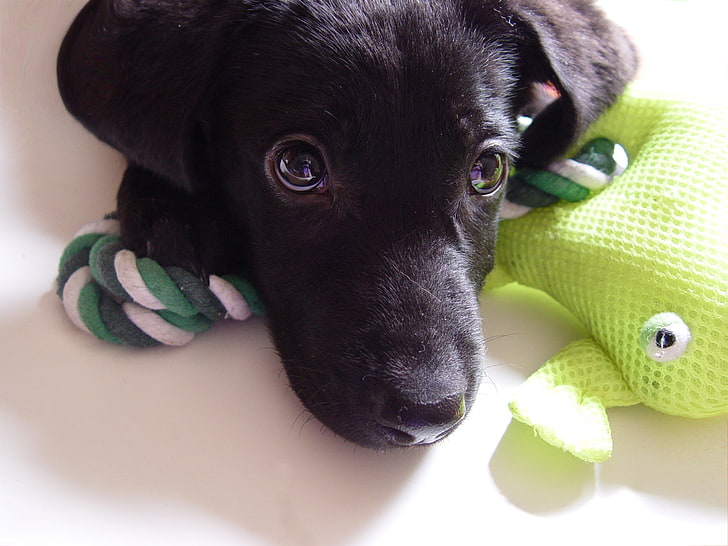 black Labrador retriever puppy, dog, puppy, labrador, face, eyes, HD wallpaper