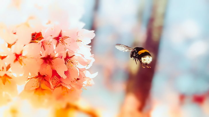 แหวนเพชรสีทองรูปสัตว์แมลงผึ้งดอกไม้, วอลล์เปเปอร์ HD
