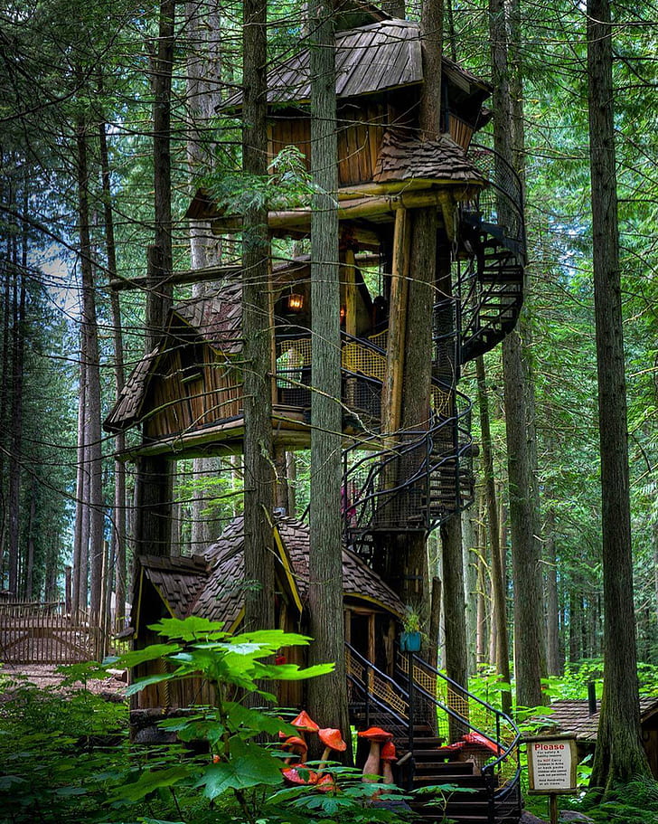 alberi, foresta, natura, casa sull'albero, tronco d'albero, esposizione verticale, cabina, foglie, scala, fungo, legno, Sfondo HD, sfondo telefono