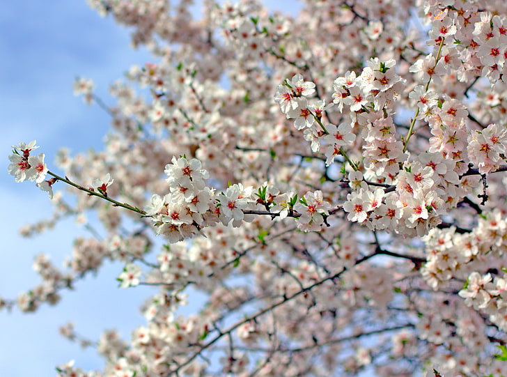 Almond Blossoms, Nature, Flowers, Blossoms, almond, HD wallpaper