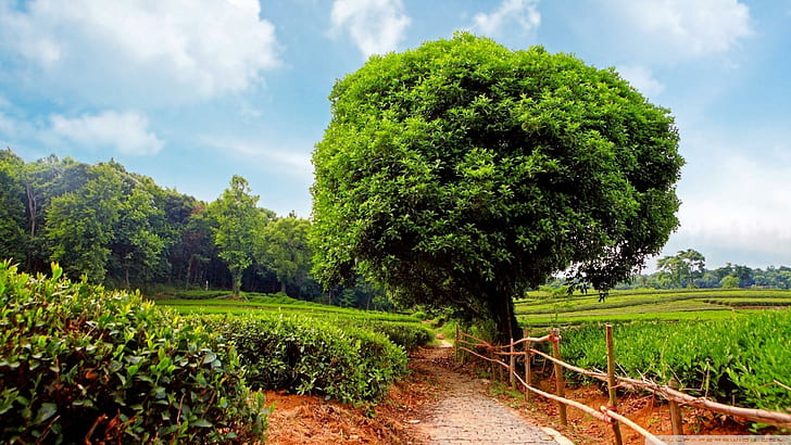 Sentier dans la plantation de thé, arbres, sentier, champs, clôture, nuages, nature et paysages, Fond d'écran HD
