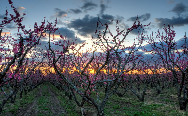 Spring Orchard, purple clustered flowers, Seasons, Spring, Orchard, hdr, HD wallpaper
