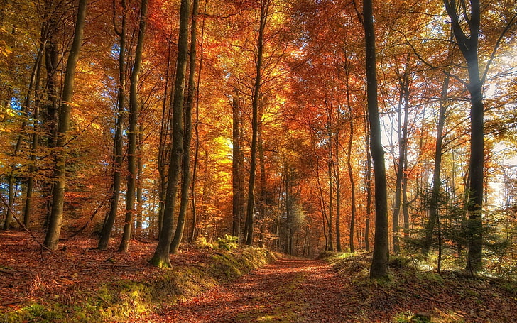 オレンジ色のカエデの木、風景、自然、未舗装の道路、森林、日光、太陽光線、秋、葉、黄色、オレンジ、木、 HDデスクトップの壁紙
