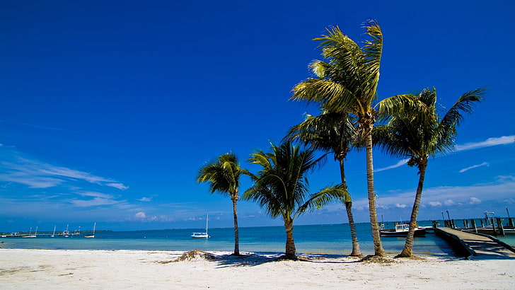 tropikerna, semester, kust, hav, strand, palmträd, solig dag, sommarlandskap, karibien, palm, vit sand, himmel, hav, tropisk strand, tropisk, strand, sommar, blå himmel, HD tapet