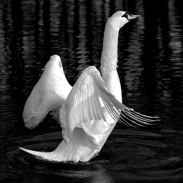 pássaro, fuga, lago, asas abertas, cisne, despir-se, branco, HD papel de parede
