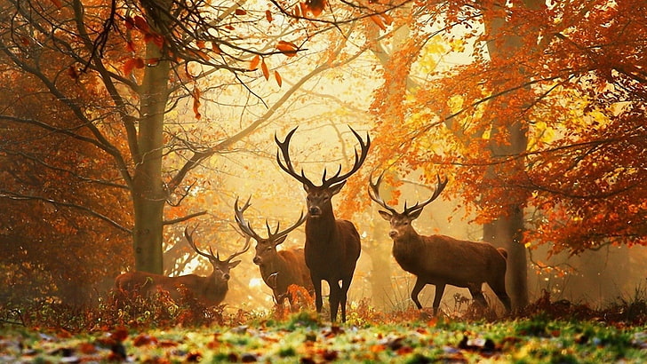 kahverengi geyik, geyik, doğa, hayvanlar, çimen, ağaçlar, yapraklar, HD masaüstü duvar kağıdı