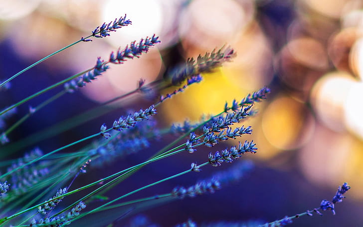 Lavendel Blumen Bokeh Blendung 2560 × 1600, HD-Hintergrundbild