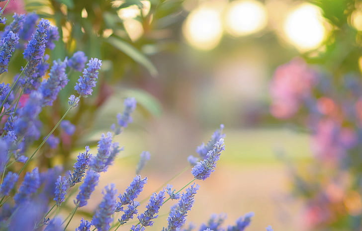 Синие цветы лаванды, фиолетовые лепестки цветов, цветы, синий, лаванда, блики, HD обои