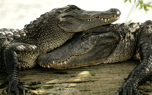 Krokodile, Tiere, Natur, HD-Hintergrundbild HD wallpaper