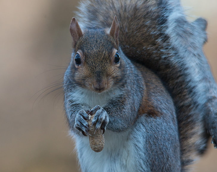 gray squirrel, squirrel, nuts, food, HD wallpaper